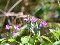 2016-05-11 12h04m21 - Rankende Lathyrus - Pierre Bernard